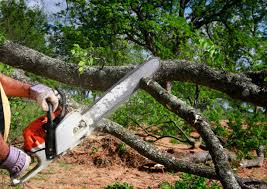 How Our Tree Care Process Works  in Kayak Point, WA